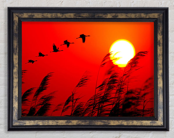 Geese In Flight Under The Red Sun