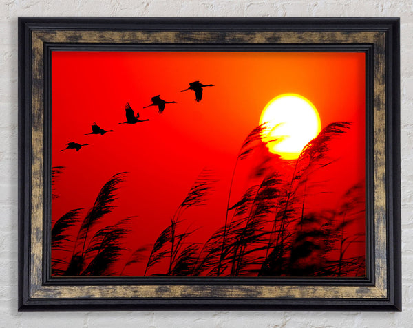 Gänse im Flug unter der roten Sonne