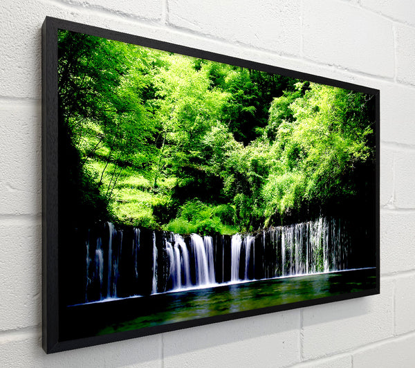 Rain Forest