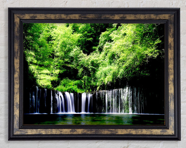 Rain Forest Framed Print