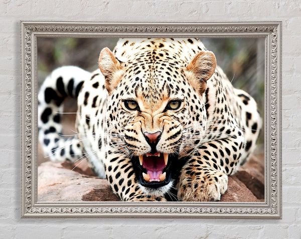 Amazing Cheetah