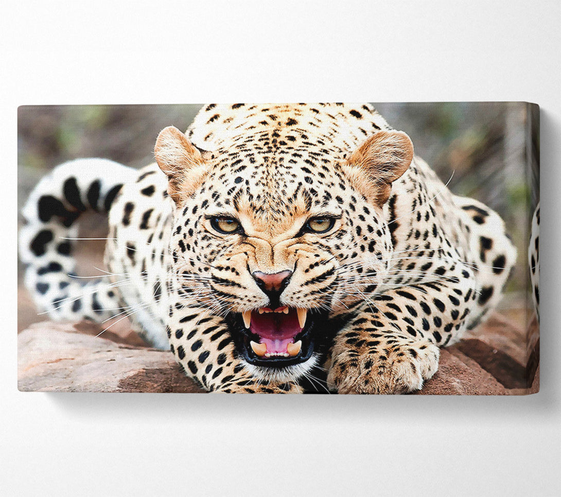 A Canvas Print of Amazing Cheetah Canvas Art