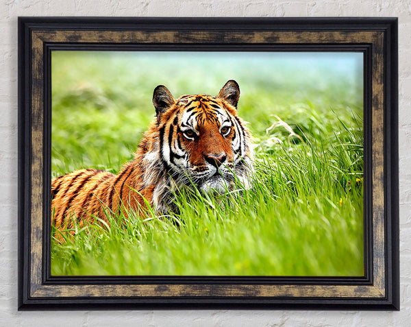 Amazing Siberian Tiger Framed Print