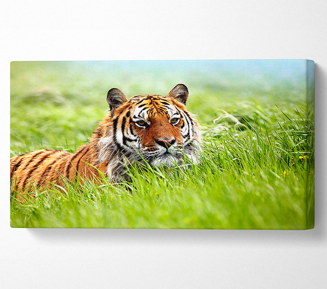  A Canvas Print of Amazing Siberian Tiger Canvas Art