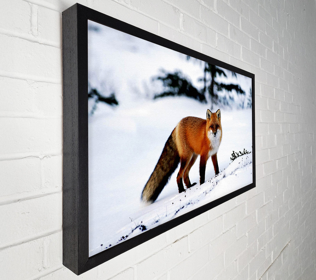  A Canvas Print of Arctic Fox In Snow Canvas Print