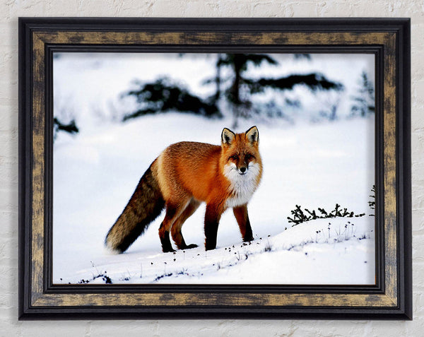 Arctic Fox In Snow Framed Print