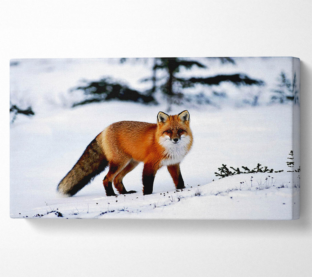  A Canvas Print of Arctic Fox In Snow Canvas Print