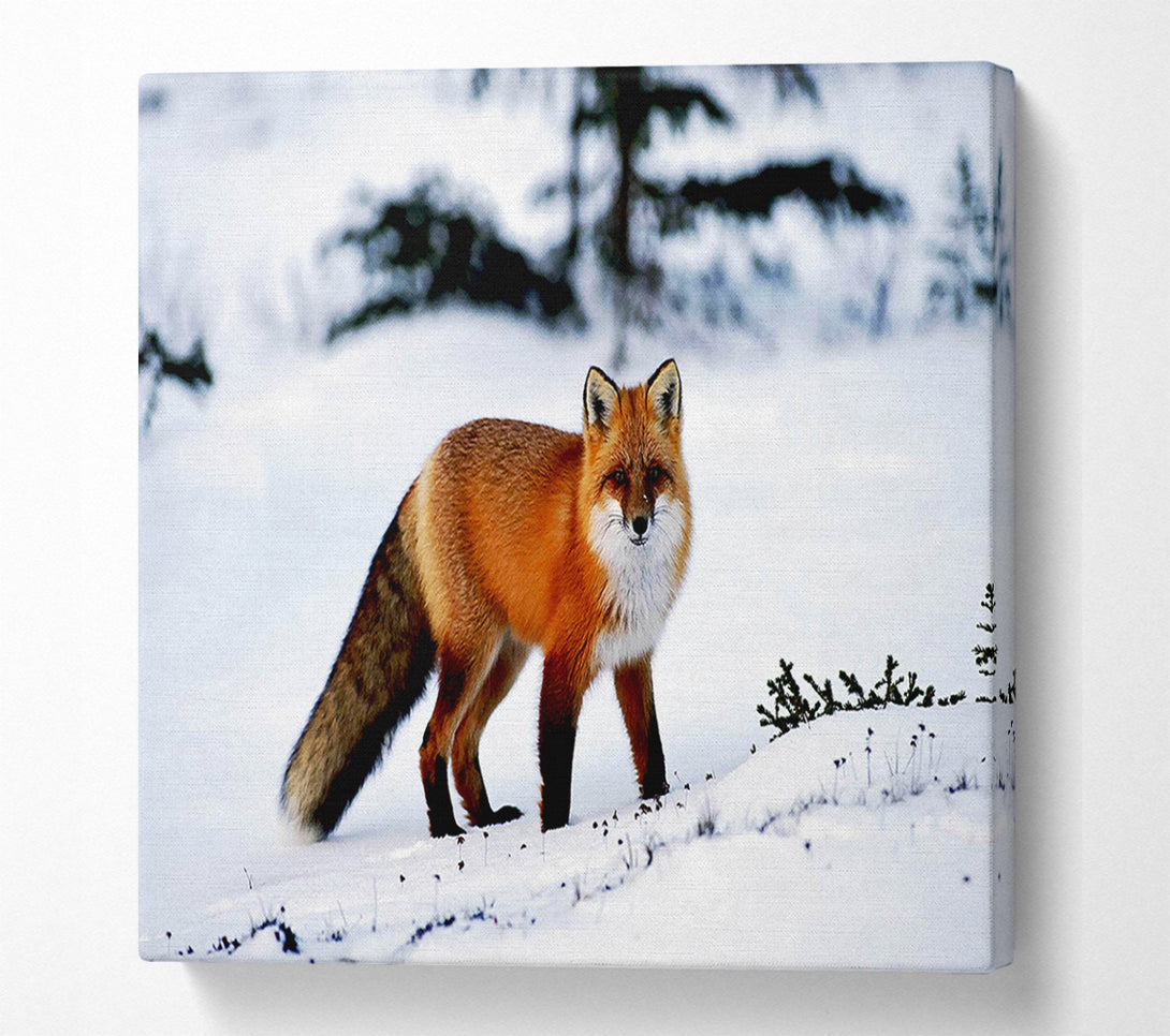  A Canvas Print of Arctic Fox In Snow Canvas Print