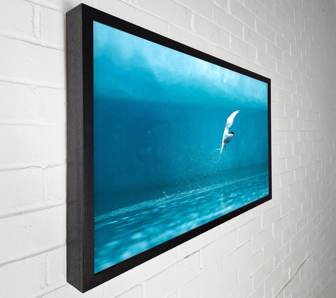  A Canvas Print of Arctic Tern Canvas Print