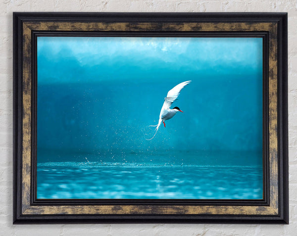 Arctic Tern Framed Print