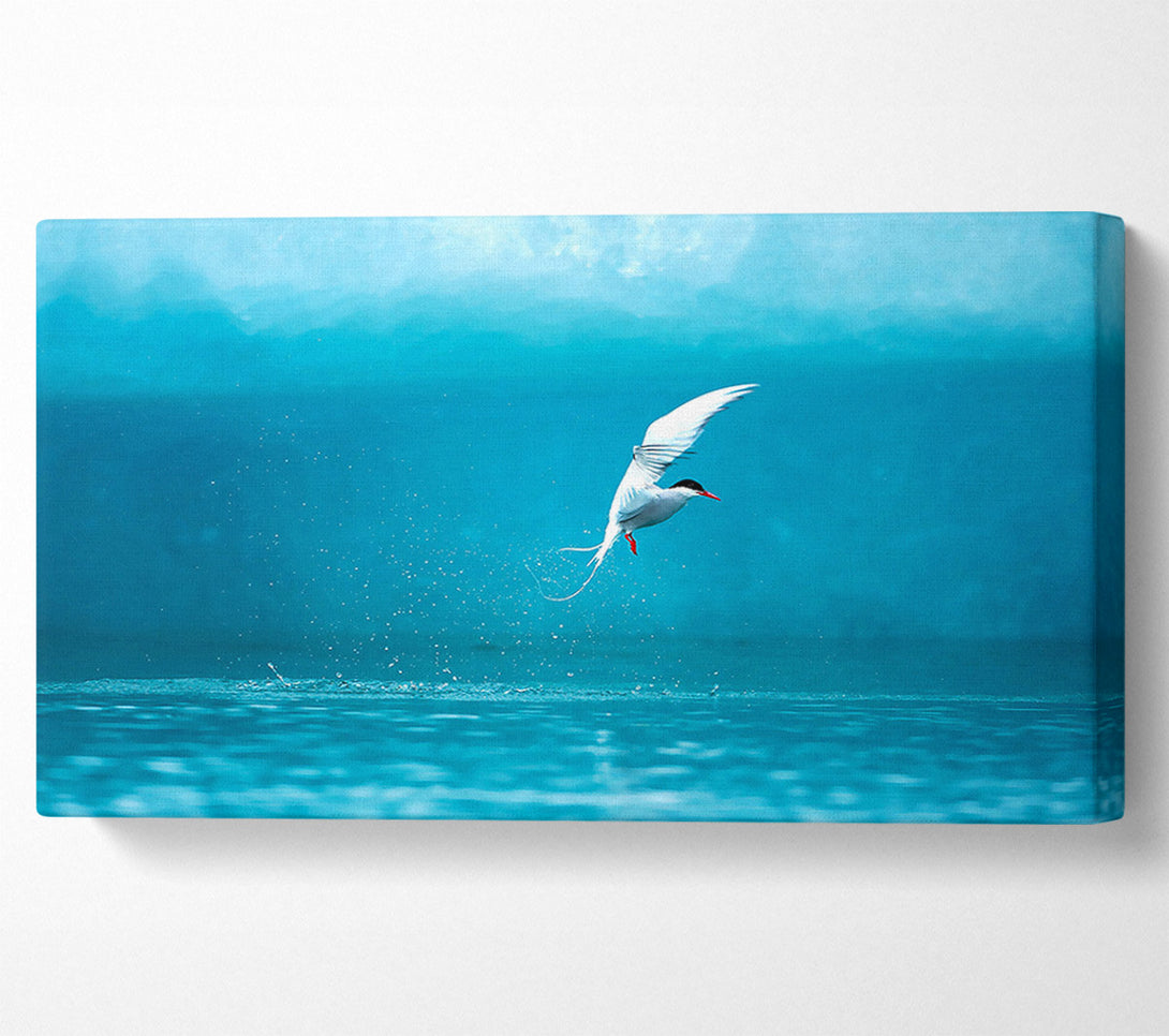  A Canvas Print of Arctic Tern Canvas Print