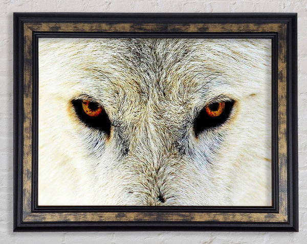 Arctic Wolf Eyes Framed Print