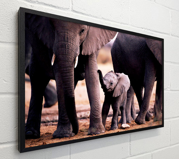 Baby Elephant Love