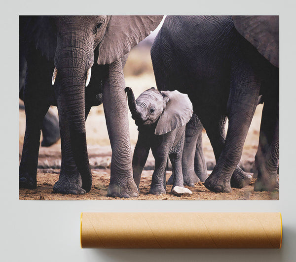 Baby Elephant Love Print