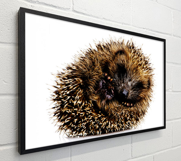 Baby Hedgehog Sleeping
