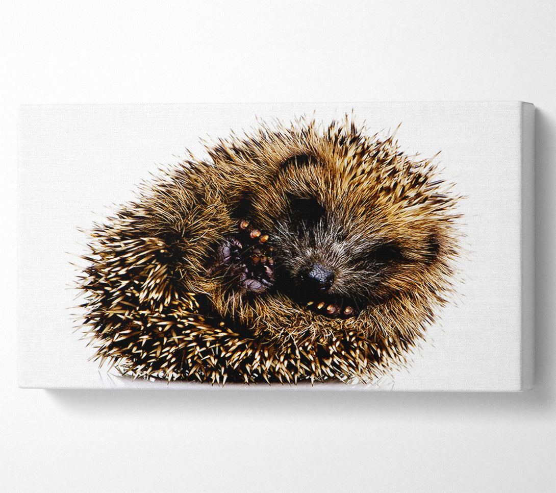  A Canvas Print of Baby Hedgehog Sleeping Canvas Art