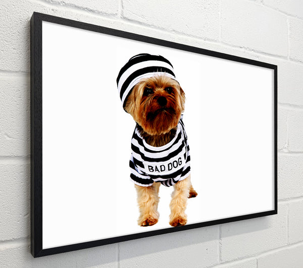 Bad Dog