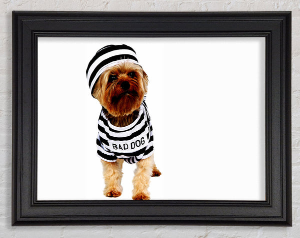 Böser Hund