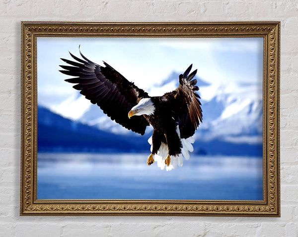 Weißkopfseeadler im Flug Alaska