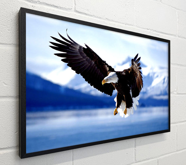 Bald Eagle In Flight Alaska