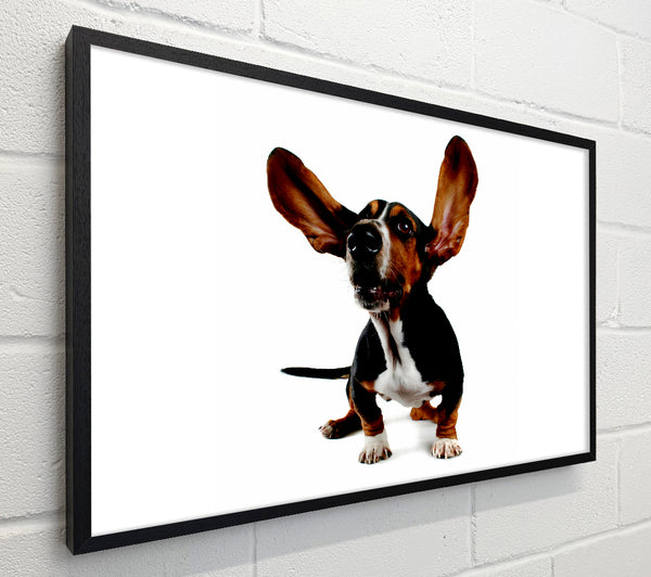 Bassett Hound Ears