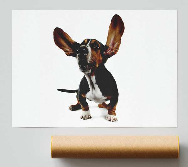 Bassett Hound Ears Poster