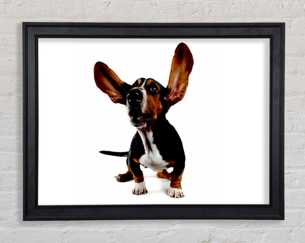 Bassett Hound Ohren