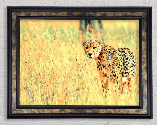 Beautiful Cheetah Framed Print