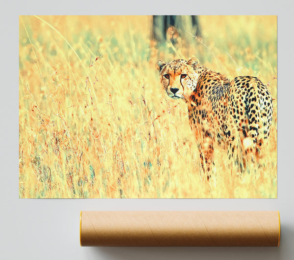 Beautiful Cheetah Poster