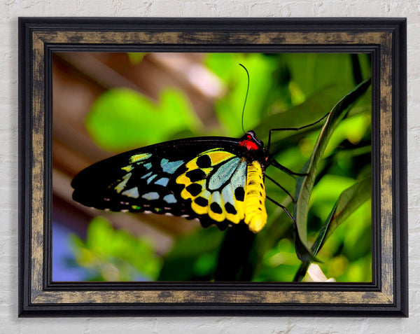 Beautiful Colourful Butterfly Framed Print