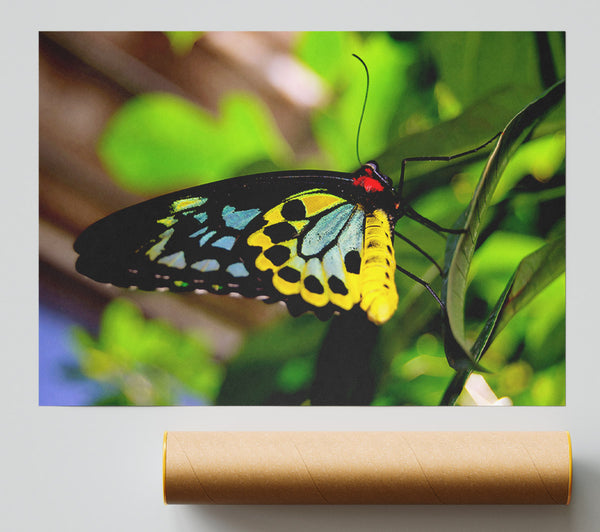 Beautiful Colourful Butterfly Giclee Print