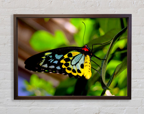 Beautiful Colourful Butterfly Framed Print