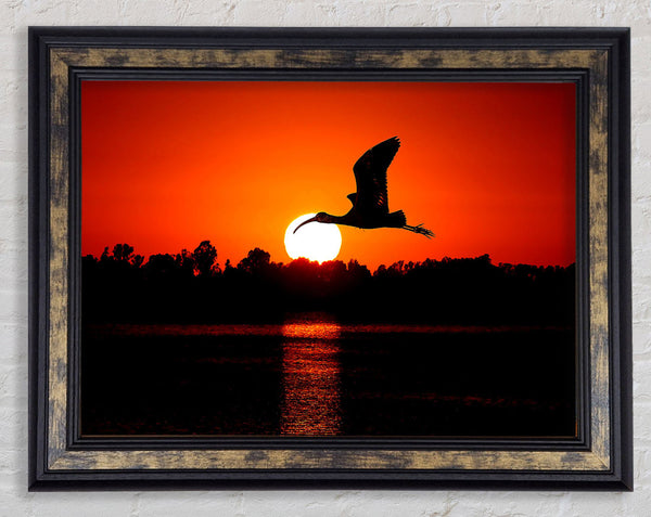 Bird Flying At Sunset Framed Print