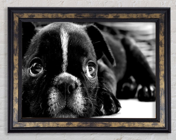 Black French Bulldog Puppy Framed Print