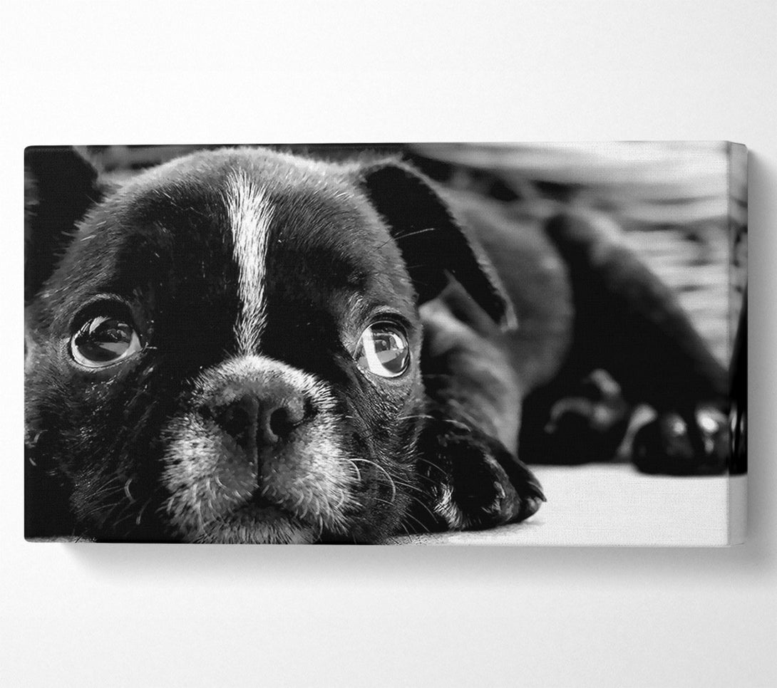  A Canvas Print of Black French Bulldog Puppy Canvas Art