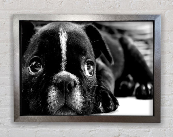 Schwarzer französischer Bulldoggenwelpe