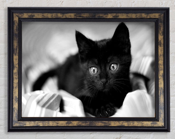 Black Kitten Framed Print