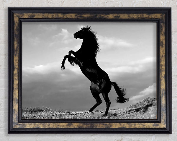 Black Wild Stallion Framed Print