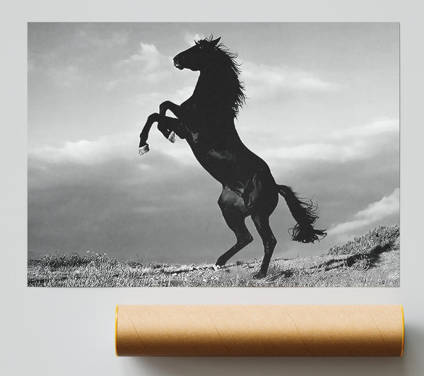 Black Wild Stallion Giclee Print