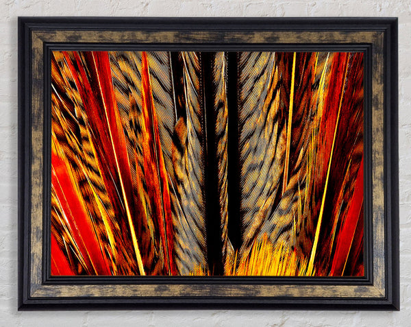 Blazing Feathers Framed Print