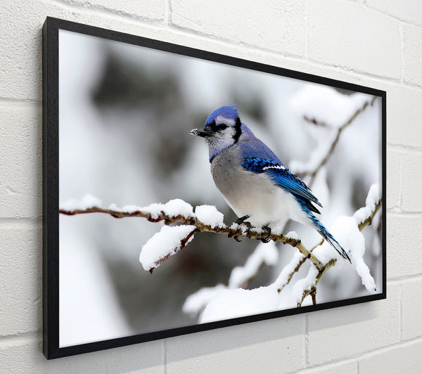 Blue Tit Winter