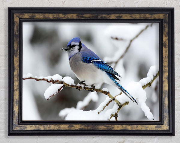 Blue Tit Winter Framed Print