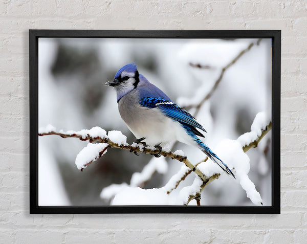 Blaumeise Winter