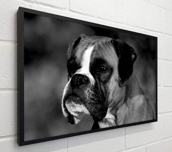 Boxer Beauty