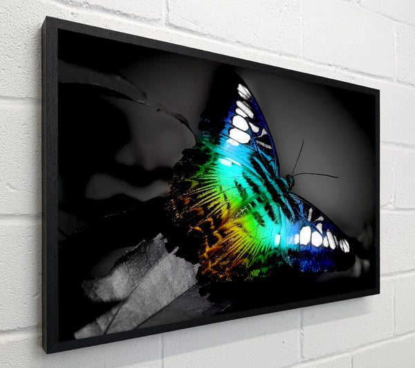 Bright Butterfly