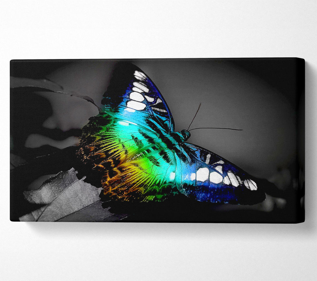  A Canvas Print of Bright Butterfly Canvas Wall Art