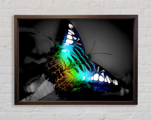 Heller Schmetterling