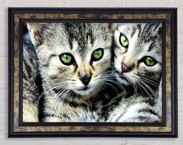 Cat Brothers