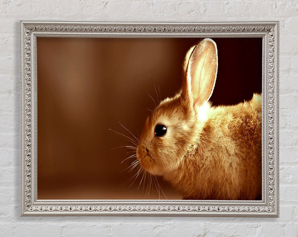 Bunny Whiskers Framed Print