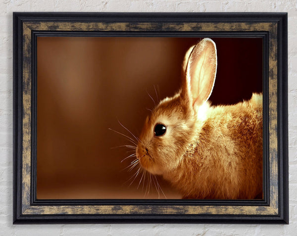 Bunny Whiskers Framed Print